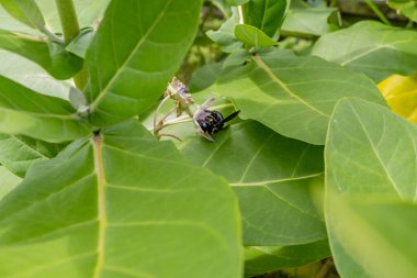 Kara arı bahar mevsiminde mor çiçeğin üzerine nektar alır. Bu fotoğraf vahşi yaşam arka planı, bahar posteri ve doğa içeriği medyası için kullanılabilir..