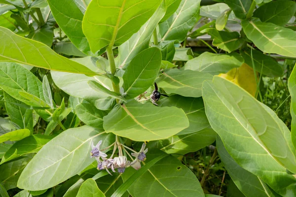 Abeja Negra Tomar Néctar Sobre Flor Púrpura Cuando Temporada Primavera —  Fotos de Stock