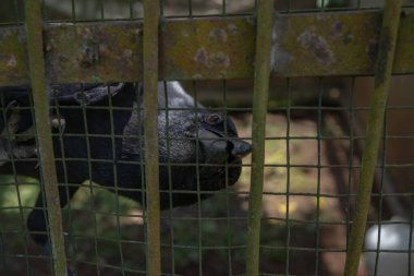 Mini hayvanat bahçesinin duvarındaki kafese tünemiş karga. Karga beslenmek istiyor. Bu fotoğraf doğa hayvan geçmişi, hayvanat bahçesi posteri ve reklamları için uygun..