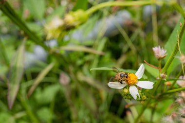 Bal arısı, gün doğarken çayır çiçeğinin nektarını alır. Bu fotoğraf vahşi yaşam arka planı, bahar posteri ve doğa içeriği medyası için kullanılabilir..