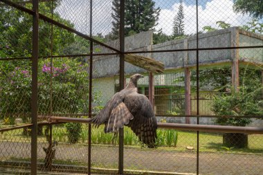 Minik hayvanat bahçesi kafesinde Java Kartalı, Semarang Merkez Java. Bu fotoğraf doğa hayvan geçmişi, hayvanat bahçesi posteri ve reklamları için uygun..