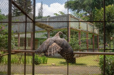 Minik hayvanat bahçesi kafesinde Java Kartalı, Semarang Merkez Java. Bu fotoğraf doğa hayvan geçmişi, hayvanat bahçesi posteri ve reklamları için uygun..