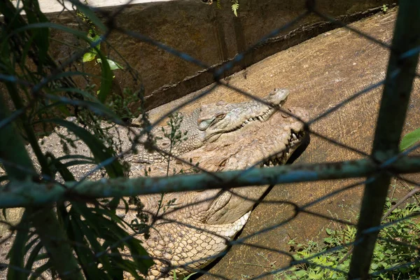Két Krokodil Csatornaketrecben Miniállatkertben Napfürdőt Vesznek Fotó Alkalmas Természet Állati — Stock Fotó