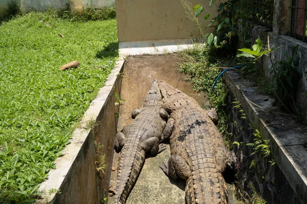 Zwei Krokodile Auf Dem Kanalkäfig Mini Zoo Sie Nehmen Ein — Stockfoto