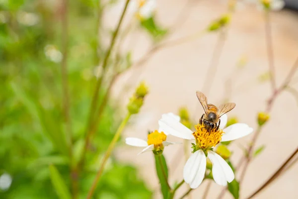꿀벌은 초원의 화밀을 빨아먹습니다 사진은 동물의 스프링 포스터 콘텐츠 미디어에 — 스톡 사진