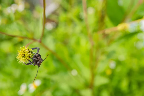 딱정벌레가 꽃봉오리 앉는다 사진은 동물의 스프링 포스터 콘텐츠 미디어에 적합하다 — 스톡 사진