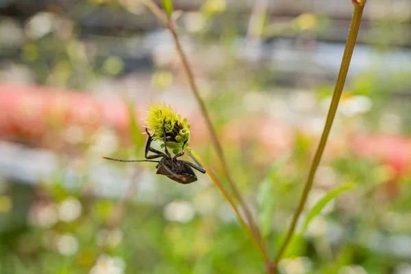 딱정벌레가 꽃봉오리 앉는다 사진은 동물의 스프링 포스터 콘텐츠 미디어에 적합하다 — 스톡 사진