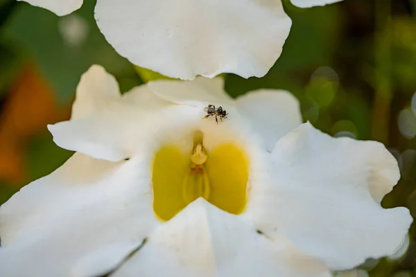 Malá Včela Vezme Nektar Bílém Květu Když Jarní Období Zahradě — Stock fotografie