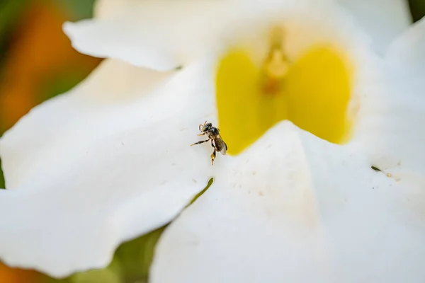 Маленька Бджола Бере Нектар Білу Квітку Коли Весняний Сезон Саду — стокове фото