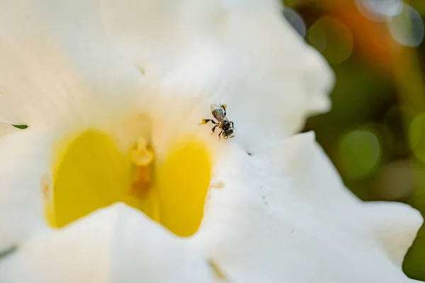 Маленька Бджола Бере Нектар Білу Квітку Коли Весняний Сезон Саду — стокове фото