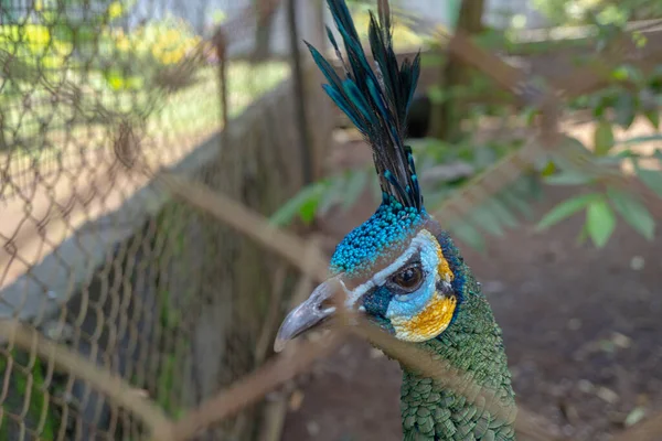 Chiudere Uccello Pavone Sul Mini Zoo Semarang Central Java Foto — Foto Stock