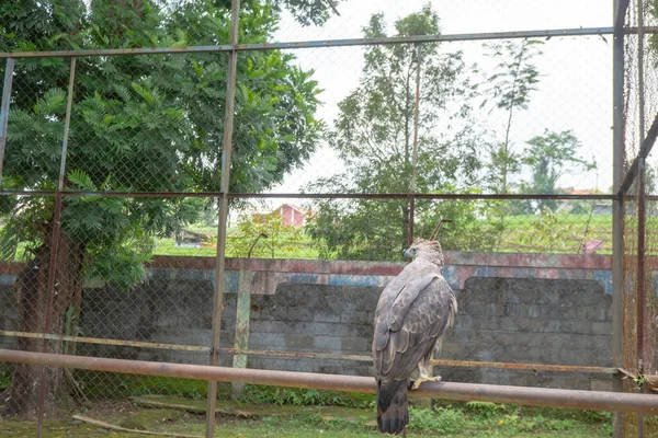Der Java Adler Auf Dem Mini Zoo Käfig Semarang Central — Stockfoto