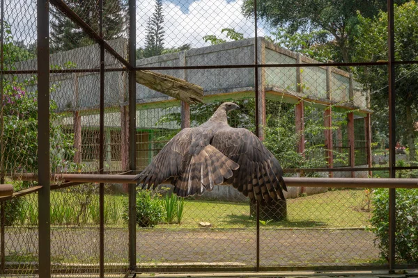 Αετός Της Ιάβα Στο Κλουβί Του Ζωολογικού Κήπου Σεμαράνγκ Σέντραλ — Φωτογραφία Αρχείου