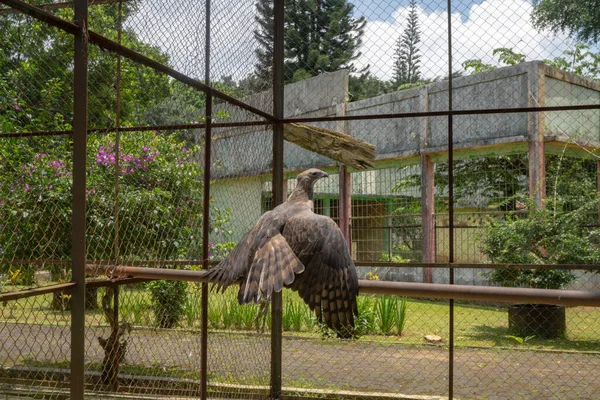 Der Java Adler Auf Dem Mini Zoo Käfig Semarang Central — Stockfoto
