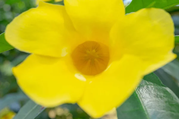 stock image Yellow, white and pink flower on the garden when spring season. The photo is suitable to use for nature flower background, poster and advertising.