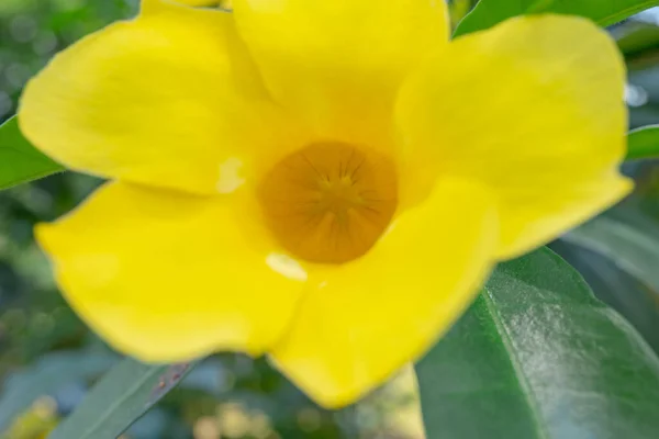 stock image Yellow, white and pink flower on the garden when spring season. The photo is suitable to use for nature flower background, poster and advertising.