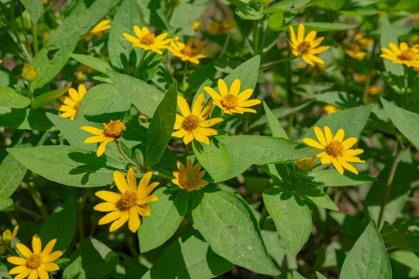 Bahar mevsiminde bahçede sarı, beyaz ve pembe çiçekler. Fotoğraf, çiçek arkaplanı, poster ve reklam için uygun..