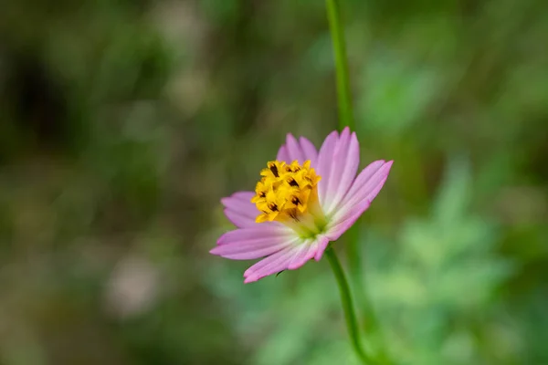 Yellow White Pink Flower Garden Spring Season Photo Suitable Use — Stock Photo, Image
