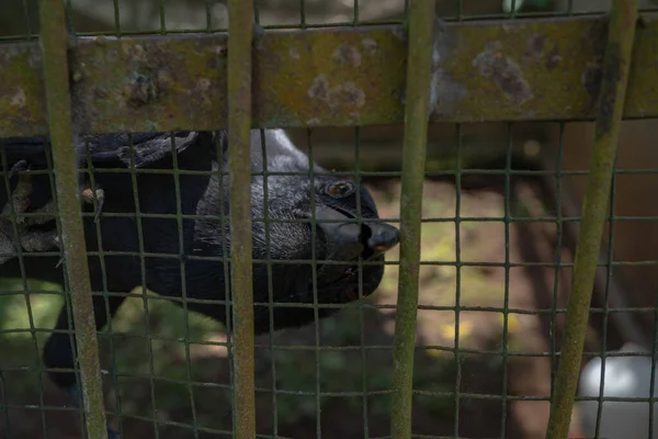Crow Perch Wall Cage Mini Zoo Crow Looking Feeding Photo — Stock Photo, Image