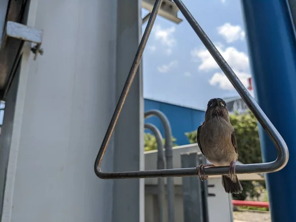 Kleine Vögel Sitzen Auf Dem Griff Singen Und Nehmen Etwas — Stockfoto