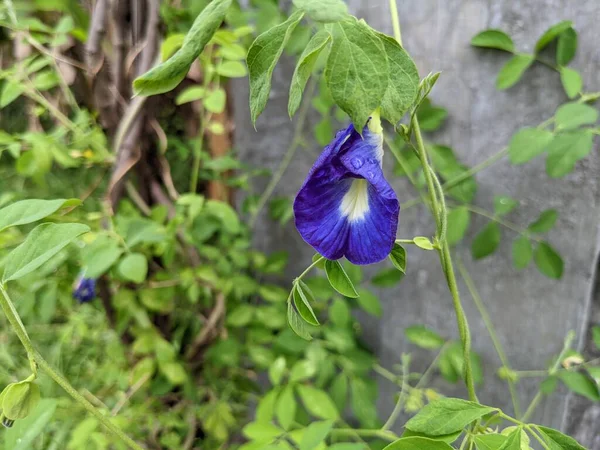 stock image White, blue and red decorative flower on the back yard garden. The photo is suitable to use for nature background and content media.