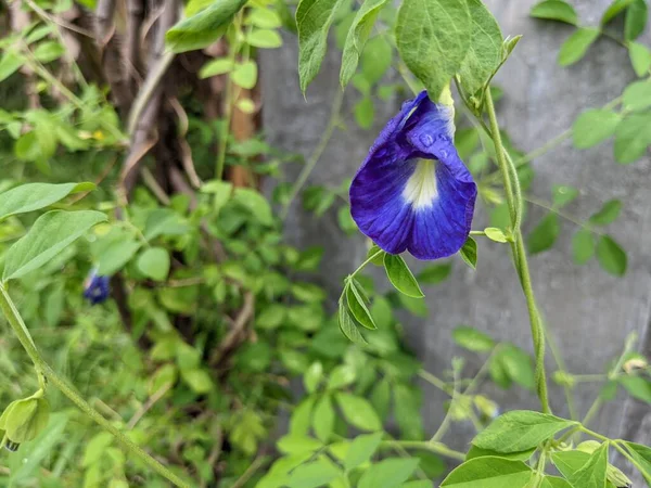 Fleur Décorative Blanche Bleue Rouge Sur Jardin Cour Arrière Photo — Photo