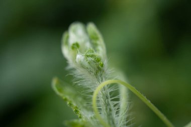 Bahar geldiğinde yabani çiçeklerin yeşil filizleri. Fotoğraf doğa arka planı, botanik içerik ortamı ve doğa posteri için kullanılabilir.