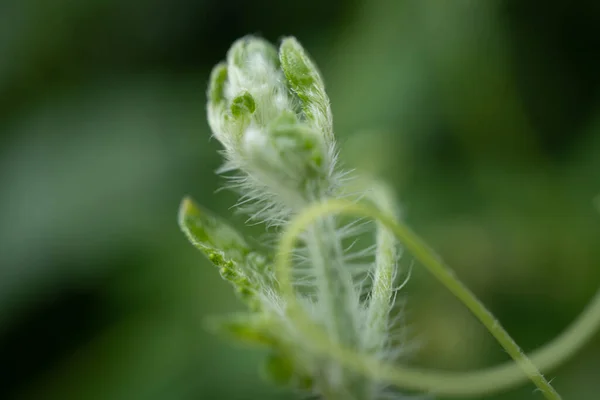 Bahar Geldiğinde Yabani Çiçeklerin Yeşil Filizleri Fotoğraf Doğa Arka Planı — Stok fotoğraf
