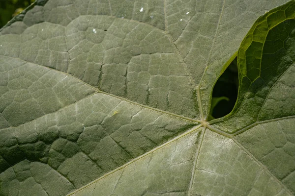 Υφή Και Επιφάνεια Πράσινου Φύλλου Στο Δάσος Φωτογραφία Είναι Κατάλληλη — Φωτογραφία Αρχείου