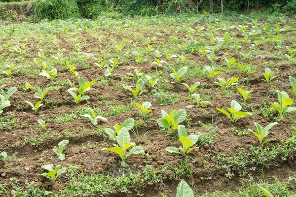 Tobacco garden field when growing season terracing method on high ground. The photo is suitable to use for botanical background, nature tobacco posters and nature content media.