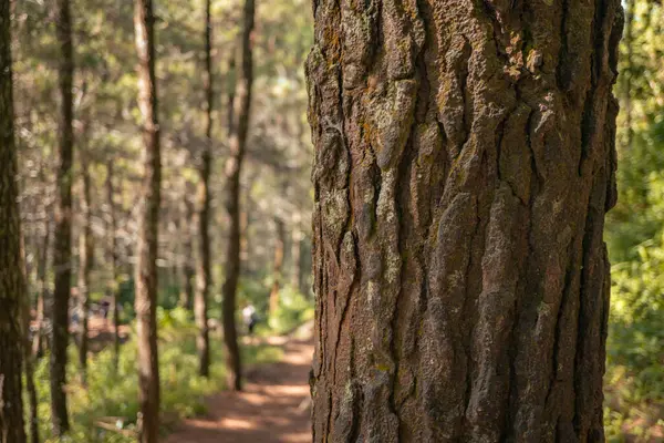 Επιφάνεια Και Υφή Του Κορμού Του Δέντρου Πευκοδάσος Κατά Την — Φωτογραφία Αρχείου