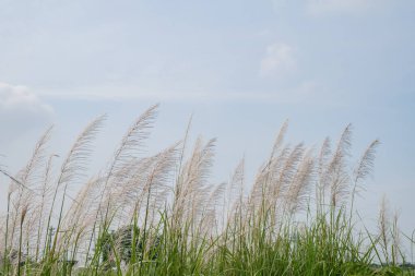 Pampa çiçekleri mavi gökyüzü ile yaz zamanı. Fotoğraf doğa arkaplanı ve flora içeriği ortamı için kullanılabilir.