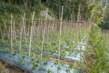 Yetiştirme mevsiminde teras metodu olan bir bahçe alanı. Fotoğraf bahçe alanı içeriği medyası, doğa posteri ve tarım geçmişi için kullanılabilir.