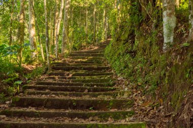 Çam ormanında yaz zamanı dağın zirvesine çıkan yol. Fotoğraf macera içeriği medyası, doğa posteri ve orman geçmişi için kullanılabilir. 