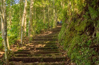 Çam ormanında yaz zamanı dağın zirvesine çıkan yol. Fotoğraf macera içeriği medyası, doğa posteri ve orman geçmişi için kullanılabilir. 