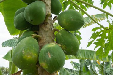 Papaya ağacında yeşil Papaya meyvesi ve sebze bahçesinde olgunlaşmamış meyve. Fotoğraf bahçe arka planı, meyve botaniği posteri ve içerik medyası için kullanılabilir.