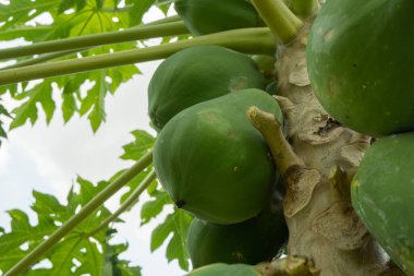 Papaya ağacında yeşil Papaya meyvesi ve sebze bahçesinde olgunlaşmamış meyve. Fotoğraf bahçe arka planı, meyve botaniği posteri ve içerik medyası için kullanılabilir.