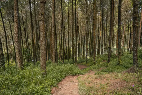 소나무 숲에서 여름이 최고점에 도달하는 길이죠 사진은 콘텐츠 미디어 포스터 — 스톡 사진