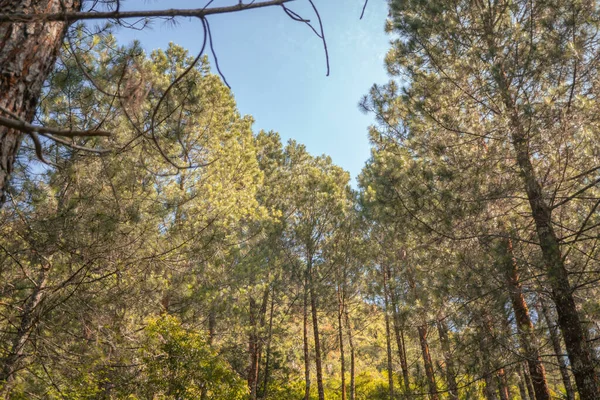 Bosque Pinos Cuando Primavera Que Pista Senderismo Montaña Foto Adecuada — Foto de Stock