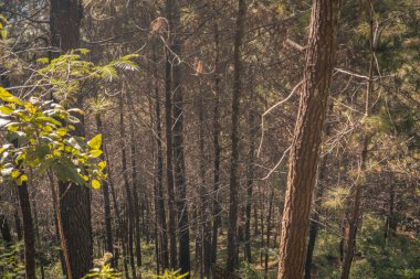 Pine Ormanı, baharda dağ yürüyüşü için piste çıkar. Fotoğraf macera içeriği medyası, doğa posteri ve orman geçmişi için kullanılabilir.