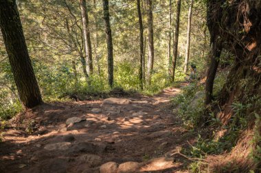 Pine Ormanı, baharda dağ yürüyüşü için piste çıkar. Fotoğraf macera içeriği medyası, doğa posteri ve orman geçmişi için kullanılabilir.