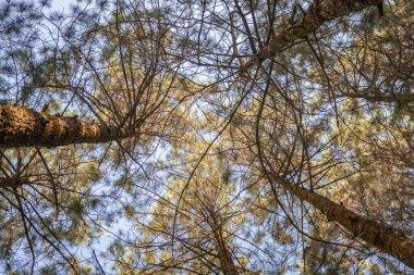 Pine Ormanı, baharda dağ yürüyüşü için piste çıkar. Fotoğraf macera içeriği medyası, doğa posteri ve orman geçmişi için kullanılabilir.