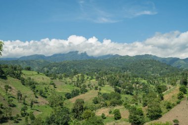 Mavi gökyüzü ve bulutlu titreşimlerle kurak mevsim başladığında manzara tütünü ve mısır tarlası. Fotoğraf bahçe alanı içeriği medyası, doğa posteri ve tarım geçmişi için kullanılabilir.