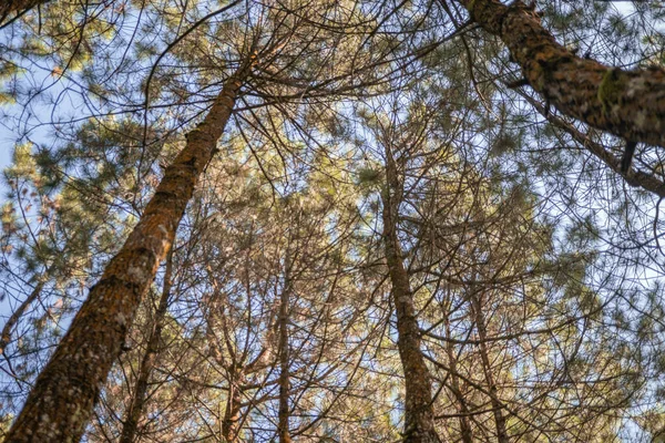 Сосновый Лес Весной Трассе Пешеходной Горы Фотография Подходит Использования Приключенческом — стоковое фото
