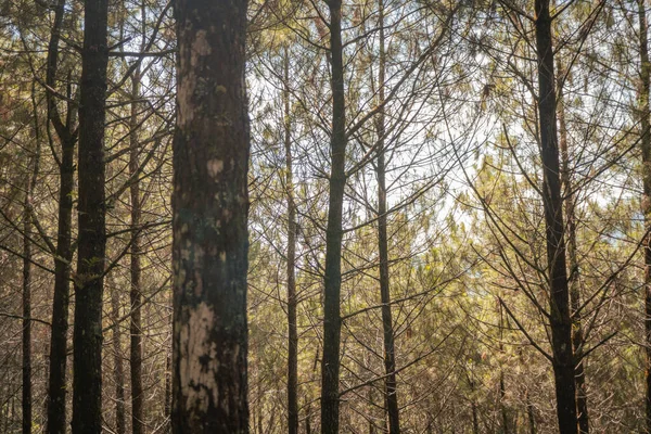 Bosque Pinos Cuando Primavera Que Pista Senderismo Montaña Foto Adecuada — Foto de Stock