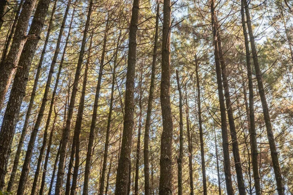 Πεύκο Δάσος Όταν Την Άνοιξη Ότι Στην Πίστα Για Πεζοπορία — Φωτογραφία Αρχείου