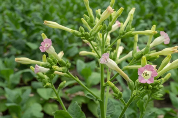 Baharda bahçede çiçek açtığında yabani pembe çiçek ve tütün çiçeği. Fotoğraf bitki içeriği medyası ve doğa arka planı için kullanılabilir.