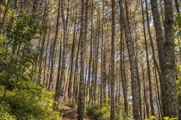 Floresta Pinheiro Quando Primavera Que Pista Para Caminhadas Montanha Foto Fotos De Bancos De Imagens