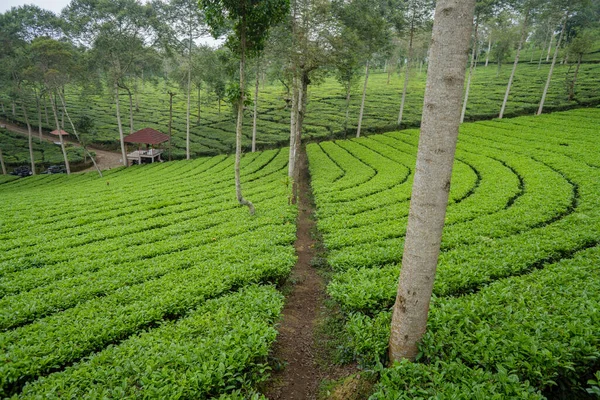 Τοπίο Του Κήπου Πράσινο Τσάι Στην Κορυφή Του Βουνού Συννεφιασμένο Φωτογραφία Αρχείου