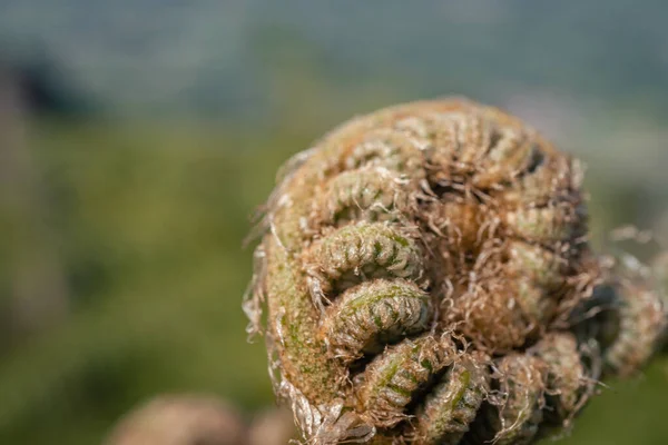 背景がぼやけて山の上にシダの葉の芽 写真は植物性の背景 シダのコンテンツメディアや熱帯ポスターに適しています — ストック写真